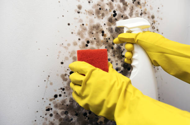 Best Mold Damage Repair  in Princeton, MN