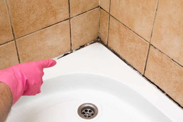 Best Home Mold Removal  in Princeton, MN